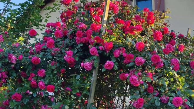 Rose Laguna the second
