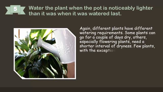 How To Care For Indoor Plants