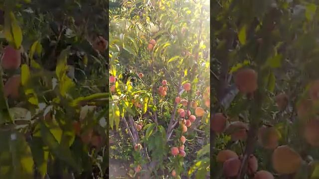 Плодоношення персику сорту Вайн голд.