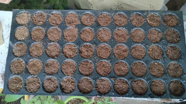 How To Germinate Seeds Of Flowering Plants