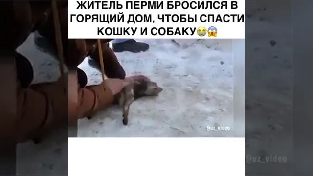 Пес спас котят из горящего дома. Отважное собачье сердце.