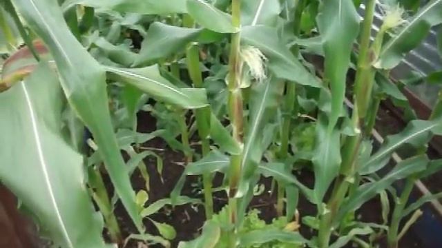 Allotment Gardening 2012- A Detailed Look Part Two