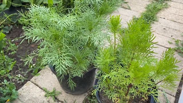 |НАШИТЕ ЦВЕТЯ| Цвете космос в саксия - експеримент