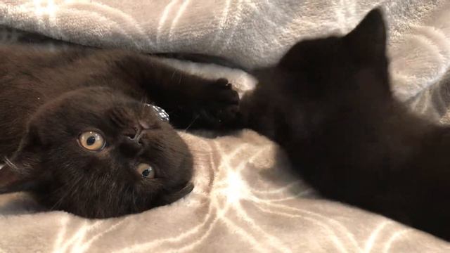 Scottish Straight Kittens