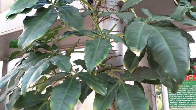 Syngonium Auritum (L.) Schott