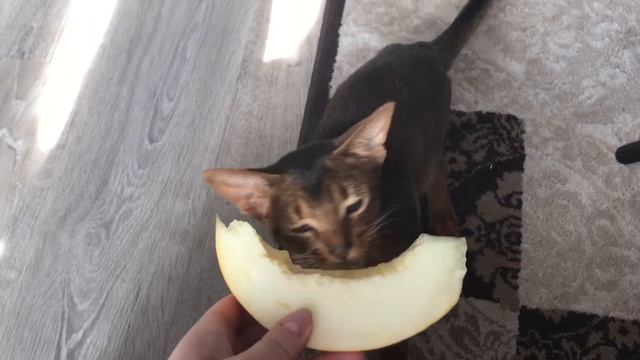 Абиссинский котёнок ест дыню