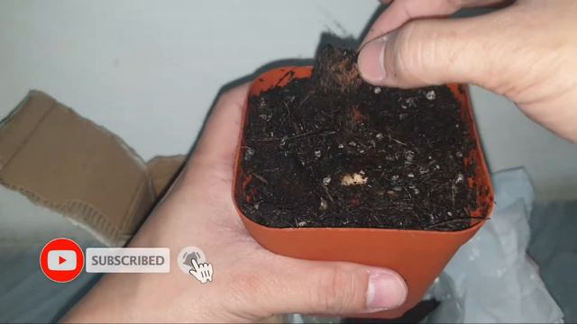 PHILODENDRON MAMEI & GLORIOSUM (DARK FORM) | RARE PLANT UNBOXING