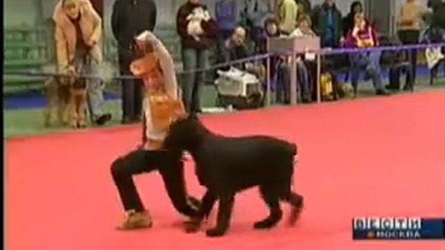 Сокольники, выставка 2