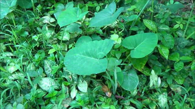 Arrowhead Vine (Syngonium Podophyllum)