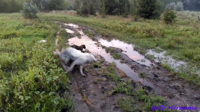 Belle Maremma Wallows In A Puddle.Белль Маремма валяется в луже