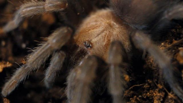 Паук птицеед Brachypelma Albiceps содержание и уход