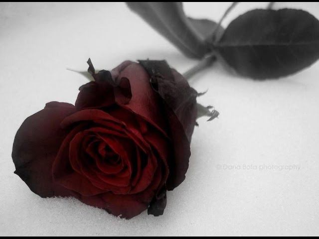 Еvаnеsсеnсе Sесrеt Dооr