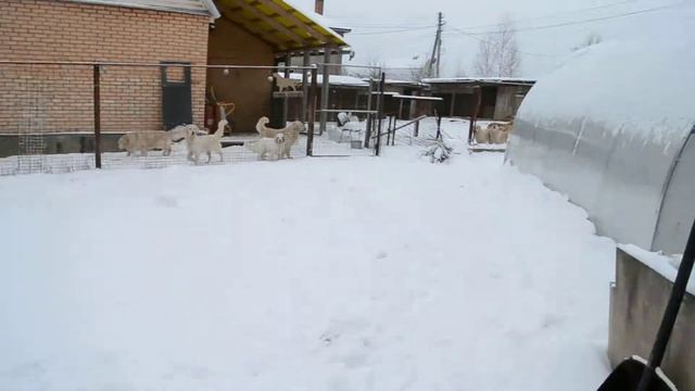 Лабрадоры Дэбби Джо Ли