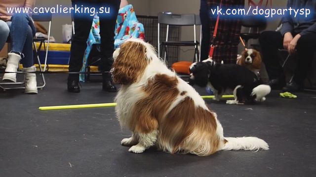 Кавалер День с любимыми Кавалер Кинг Чарльз Спаниелями