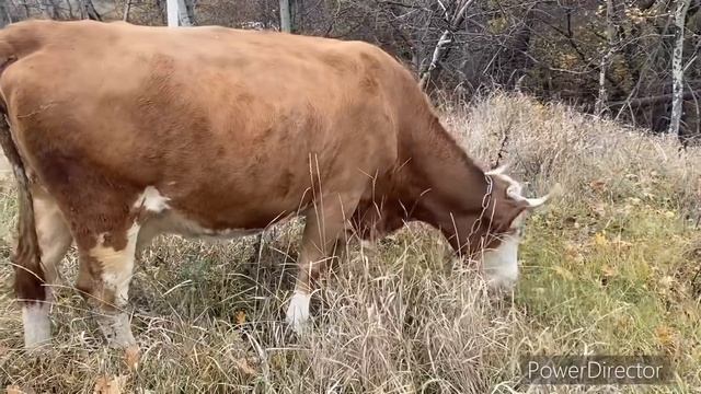 ЧТО С КОРОВАМИ? Хедлоки для коз! Новые селезни// Парк в Дубках//