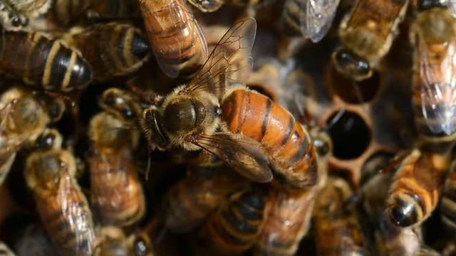 Эти удивительные пчёлы.mp4