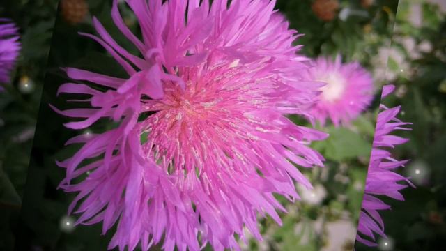 Музыка и красота природы! Music Relax! Music Nature!