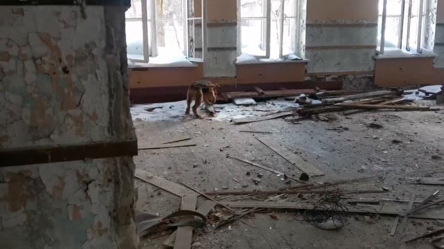 Эрдельтерьер, поисково-спасательная служба