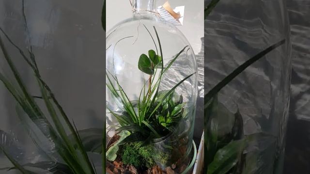 МИНИ САДЫ  ФЛОРАРИУМЫ И МОХАРИУМЫ #подаркиворонеж #минисадворонеж #цветыворонеж