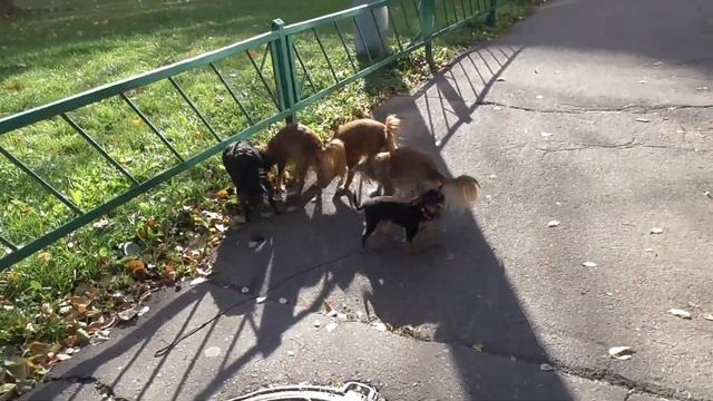 Рядом с мамой совсем не страшно  Щенок Найта гуляет.