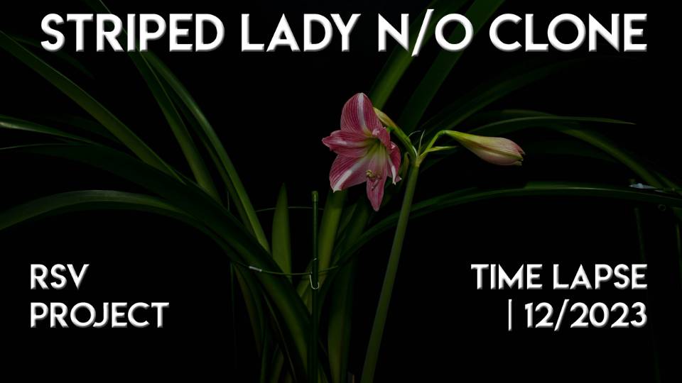 Hippeastrum Striped Lady (N/O) Clone Time Lapse | 12/2023
