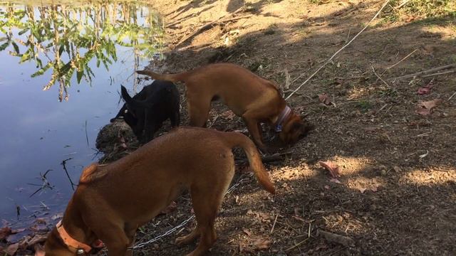 3  THAI RIDGEBACKS! (who Let The Dogs Out )