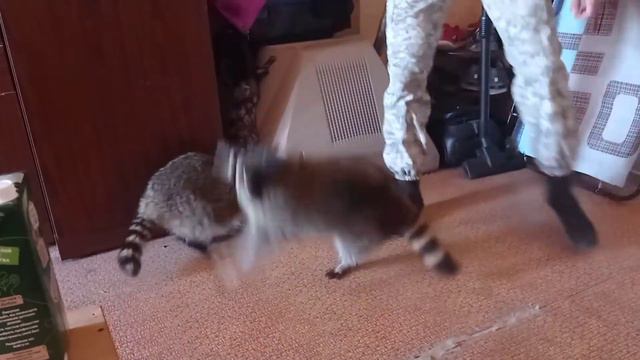 не зли енота Хрюнделя