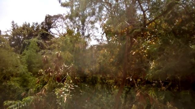 Что за птичка? Живёт в Паттайе, Таиланд