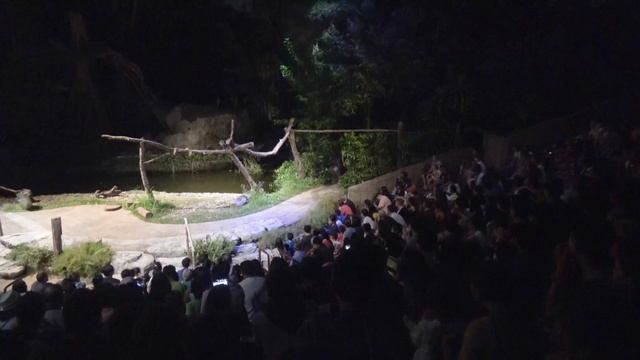 Singapore Night Safari Full Show