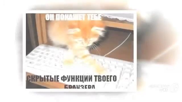 Смотреть про маленьких котят, приколы с надписями!