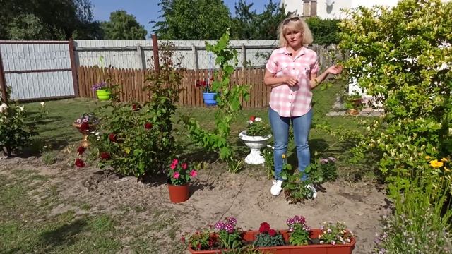 Жимолость. Жимолость каприфоль  Роза. Как ухаживать за жимолостью и розой