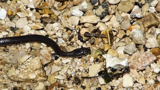 Водяной уж-брюнет отдыхает на берегу Волги :)