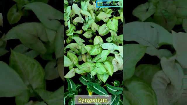 338c46f92a5062866c4d8ed47777f96e