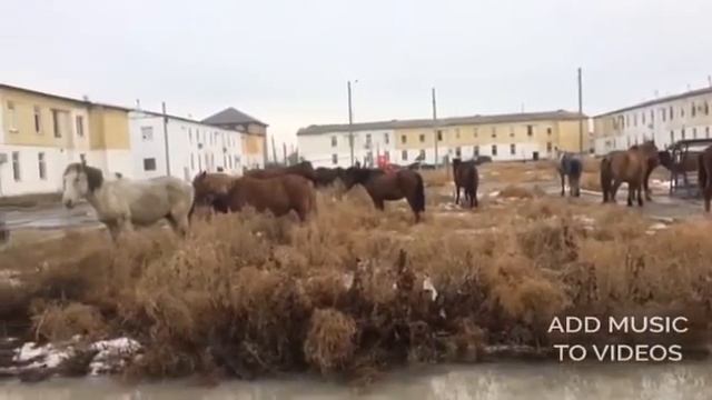 #manequinchallenge In Geolog Atyrau