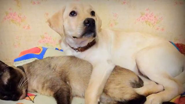 Наша Сэнди...