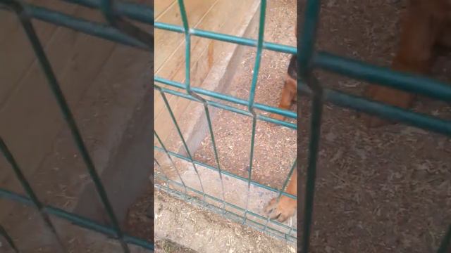 Козлята и щенята