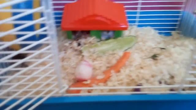 У меня сегодня 5 праздников у моего хомяка день рождения ему исполняется 9 месяцев Ура! ?