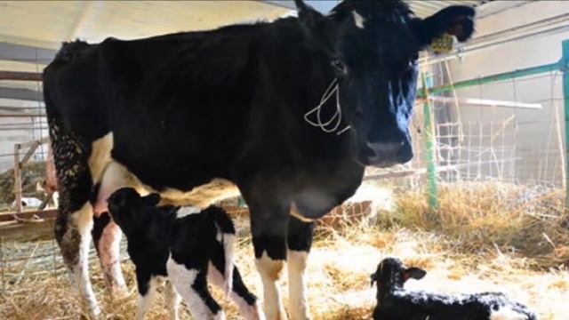 Чем кормить новорожденных телят | КРС | Кормление новорожденных телят | Телята