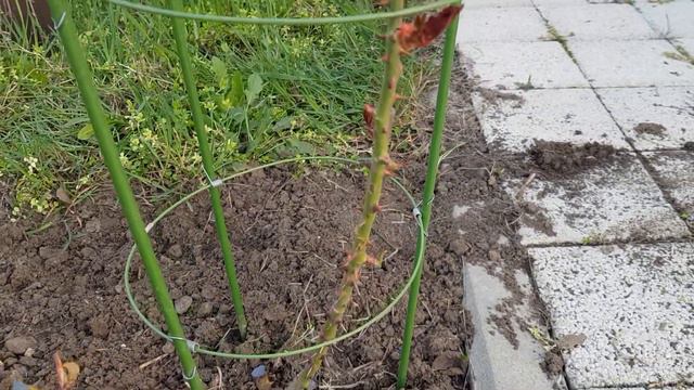 Плетистая роза ещё совсем небольшая - но ОПОРУ ЕЙ ПОСТАВИЛА мне так удобнее за ней ухаживать 21.03.