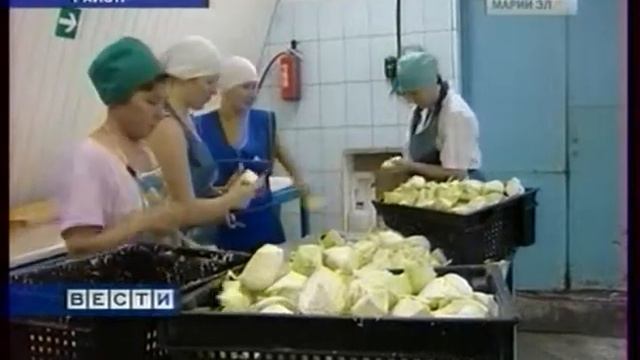 23 Урожай капусты в Марий Эл