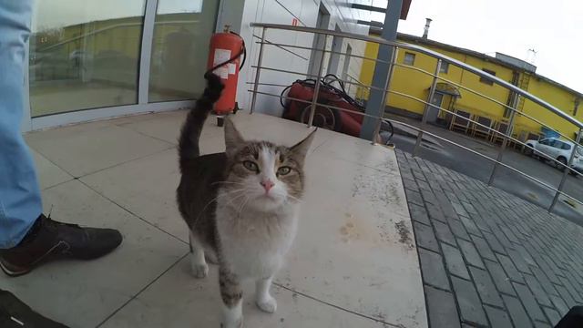 Красивый котенок