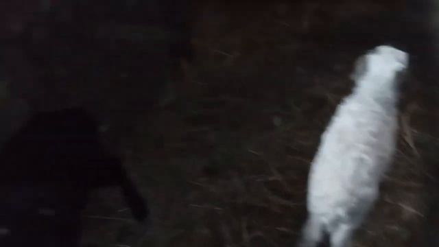 Вдвоем веселее