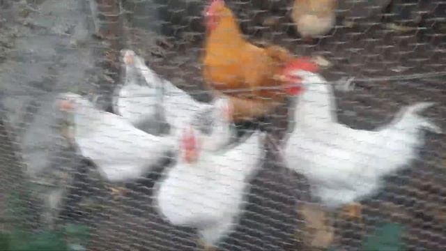 Как уберечь растения от первых морозов и знойной зимы.