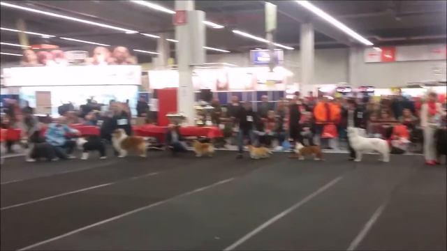 Alis - CACIB Nürnberg - Main Ring