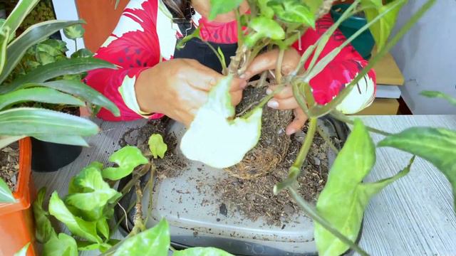 C2ddc6b8a3c4806a7ad578995838175c