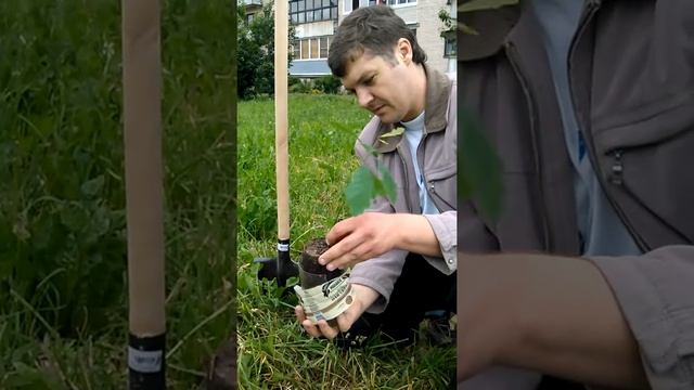 Сажаем дубы.