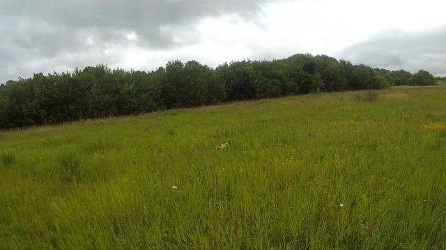 ЭПАНЬОЛЬ БРЕТОН КОЖАНЫЙ НОС ЗУЛЕЙКА ПО КУРОПАТКЕ