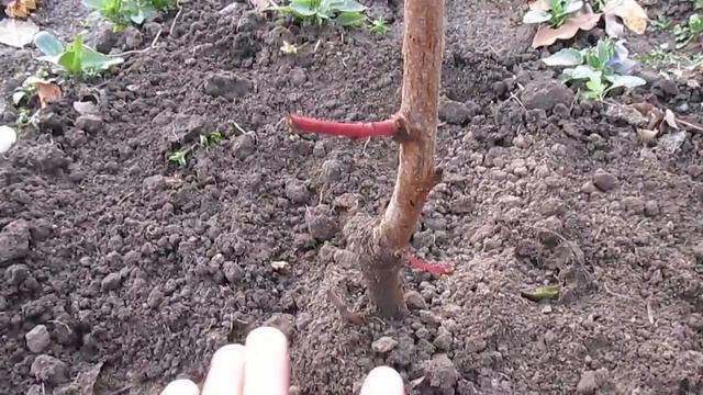 Посадка персика восени: мій спосіб