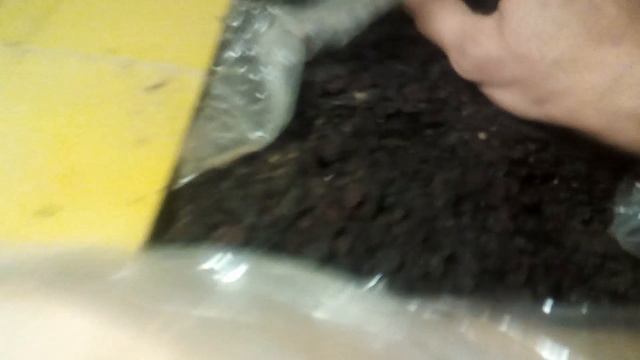 Мешанка для кур-несушек из пищевых отходов.