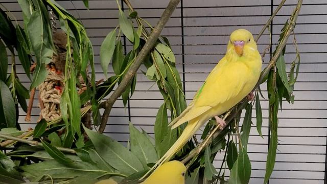Budgie Sounds For Relaxation